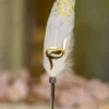 Gold mirror acrylic Urdu Bismillah cutout on white feather signing pen