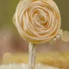 Close up of the cream pearl line running along the feather spine