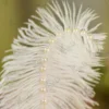 High angle shot showing the line of pearls along the feather spine