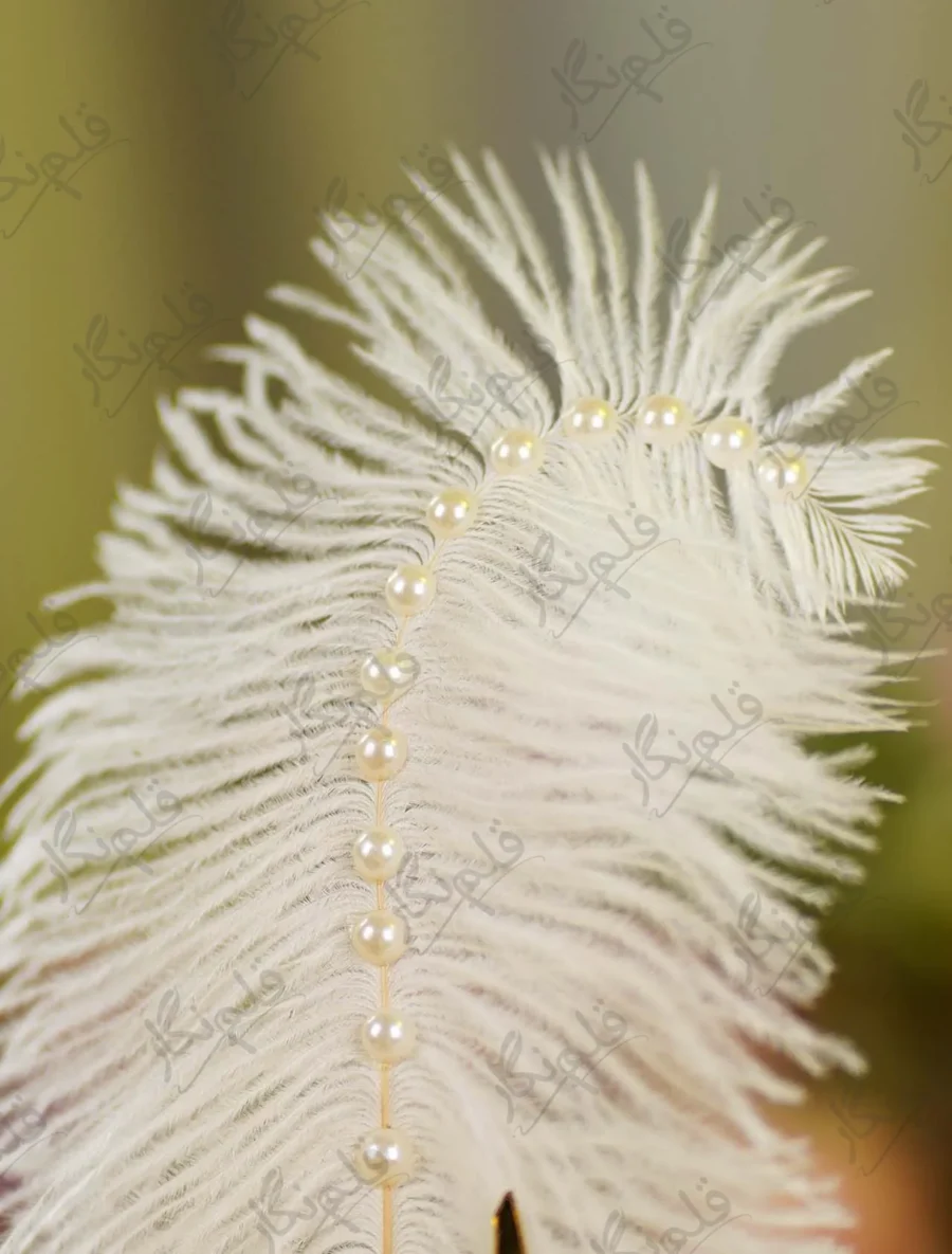 High angle shot showing the line of pearls along the feather spine