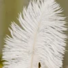 Close up of the gold mirror acrylic Qabool Hai calligraphy script on the feather