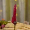 Gold steampunk Nikkah pen with red feather and large red crystal gem