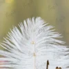 Detailed shot of the pearl-lined spine and white foam rose at the base