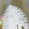 High angle shot showing the white feather quill construction